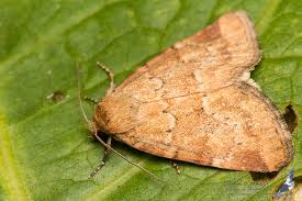 Image result for Photedes minima