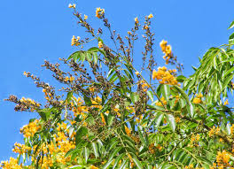 Image result for Pterocarpus indicus