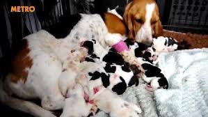 Canada basset hound puppies and stud service. Tessa Basset Hound S Brood Of 14 Puppies Will Give You Squad Goals Metro News