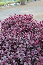 You can build, share, and host applications right from your browser! Posts About Little Ruby Alternanthera On Ozbreed Little Ruby How To Dry Basil Farm Gardens