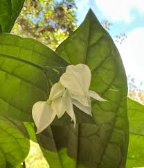 Image result for Cladostemon kirkii