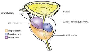 Image result for Expressed Prostatic Secretion