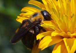 Image result for cornish black bee