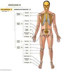 An Anterior View Of The Appendicular Skeleton Human Skeleton Anatomy Human Body Systems Human Anatomy
