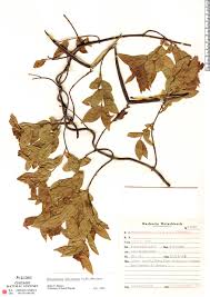 Image result for Landolphia rufescens