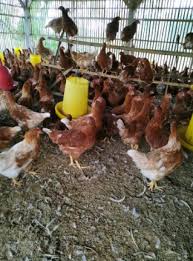 Check spelling or type a new query. Jual Pullet Ayam Petelur Jenis Lohman Melayani Pulau Jawa Dan Madura Jual Beli Hewan Jadi Mudah