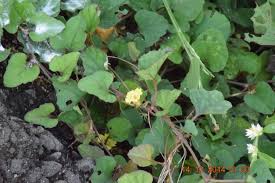 Image result for Merremia emarginata