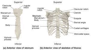 The sacrum is a part of the spine that lies between the fifth segment of the. The Thoracic Cage Anatomy And Physiology I