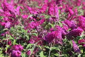 Wooded, small, large or sunny, there are fragrant plants for almost any scented summer garden. Flower Plants Garden Outdoor Indoor Plants Suttons