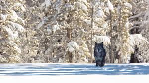 We did not find results for: 1366x768 Black Wolf 1366x768 Resolution Hd 4k Wallpapers Images Backgrounds Photos And Pictures