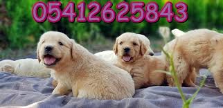 Golden Yavru Ilanlari Labrador Retrievers Retriever Golden Retriever