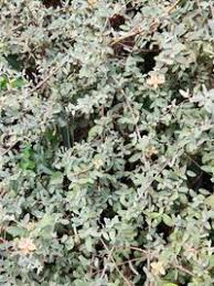 Image result for Cadaba farinosa