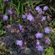 Sellmyplants.com has been given permission to crawl these brands and distributor sites to build this data. Photo Of The Entire Plant Of Hardy Geranium Geranium Pratense Hocus Pocus Posted By Springcolor Garden Org