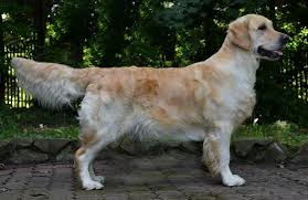 Image result for zlatý retrívr