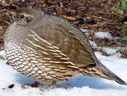Attracting Quail To Your Yard Urban Chickens Quail Habitats