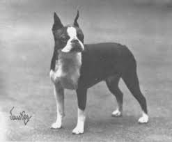 Check spelling or type a new query. The Boston Terrier Club Of America