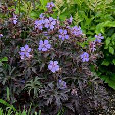 Plants with purple leaves are a boon in summer when their dramatically dark foliage works hard to provide a striking contrast with bright flowers. Photo Essay Extremely Attractive Foliage Perennial Resource