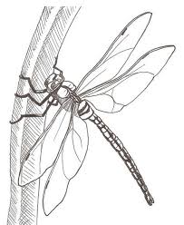 Maybe you would like to learn more about one of these? Dragonfly Wings Pattern Dragonflies Dragonfly Drawing Dragonfly Art Dragonfly Tattoo