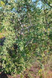 Image result for Commiphora tenuipetiolata