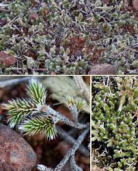 Image result for Selaginella dregei