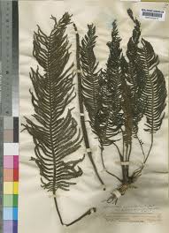 Image result for Hydrostachys lukungensis