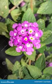 Image result for Lantana rugosa
