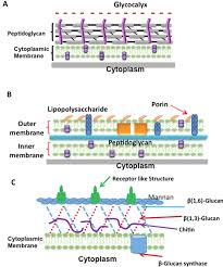 Check spelling or type a new query. Cell Wall Structures Of Gram Positive And Gram Negative Bacteria And Download Scientific Diagram