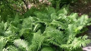 For having two individual living stages in ferns, the sporophyte phase is dominant, so their roots are adventitious. How To Grow Ostrich Fern A Native Plant Dengarden