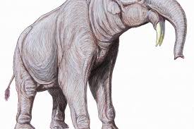 Sketsa gambar hewan gajah terbaru gambarcoloring. Gajah Purba Mamalia Terbesar Yang Pernah Hidup Di Daratan Bumi Mongabay Co Id