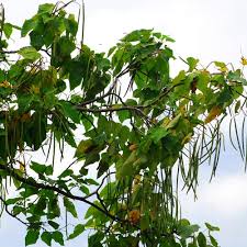 Image result for Catalpa