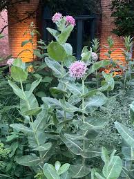 Image result for Asclepias aurea