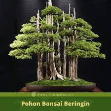 Bentuk Dasar Batang Bonsai Beringin Yang Harus Diketahui Pemula Ciriciripohon Com