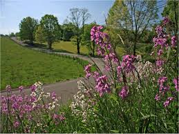Maybe you would like to learn more about one of these? Operation Wildflower