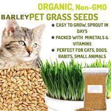 Organic Pet Barley Grass Seeds Fully Grown In 14 Days Pets Love It Healthy Food Shop Uk Buy Natural Products Online