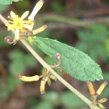Image result for Triumfetta trichocarpa