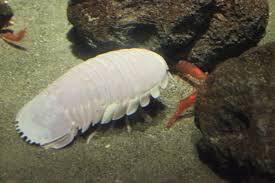 Most relevant best selling latest uploads. Giant Isopod Wikipedia