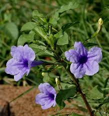 Image result for Ruellia patula