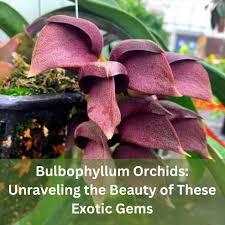 Image result for Bulbophyllum sp. nov
