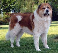 Caucasian Mountain Dog Caucasian Shepherd Price Colors Size Characteristic Russian Bear Dog Caucasian Shepherd Dog Caucasian Mountain Dog Caucasian Shepherd