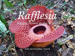 Tue 14 jan 2020 16.30 est. Rafflesia Biggest Flower In The World Indonesia Malaysia Safe And Healthy Travel