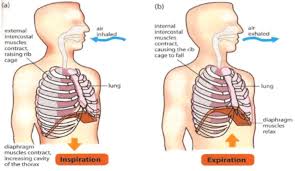 Upon exhilation, the intercostal muscles relax, allowing the rib cage to return to its normsl position. 8 Respiration A Biology