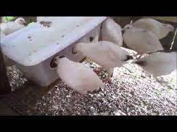 Bend a piece of c&c grid (cube & coroplast grid) into a rectangular tube. No Waste Spill Chicken Quail Feeder Chicken Feeders Chicken Feeder Diy Building A Chicken Coop