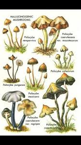 Elegant in its appearance, this little blondie has been a favorite amongst cultivators and psychonauts all over the years due to its rare ability to restore the mind and spirit. Growing Psychedelic Mushrooms