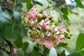 Image result for Schotia capitata