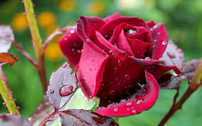 Wybierz z szerokiej gamy podobnych scen. Flowers Rose Flower Dark Red Rose Green Leaves Rain Drops Water Flowers Hd Wallpapers 3840x2400 Wallpapers13 Com
