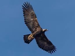 On most of the photo workshops i lead, photographing bald eagles is a popular activity. Golden Eagle Identification All About Birds Cornell Lab Of Ornithology
