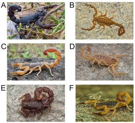 Properties and Pharmacology of Scorpion Toxins and Their Biotechnological  Potential in Agriculture and Medicine