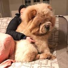 dog funny hilarious dog funny humor dog funny videos dog fun tiere hund susse tiere tiere