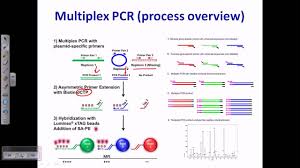 Both techniques have their caveats, and as the. Multiplex Pcr Youtube