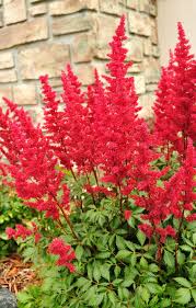 We did not find results for: 12 Shade Perennials That Will Beautify Sheltered Areas Of Your Yard Natalie Linda